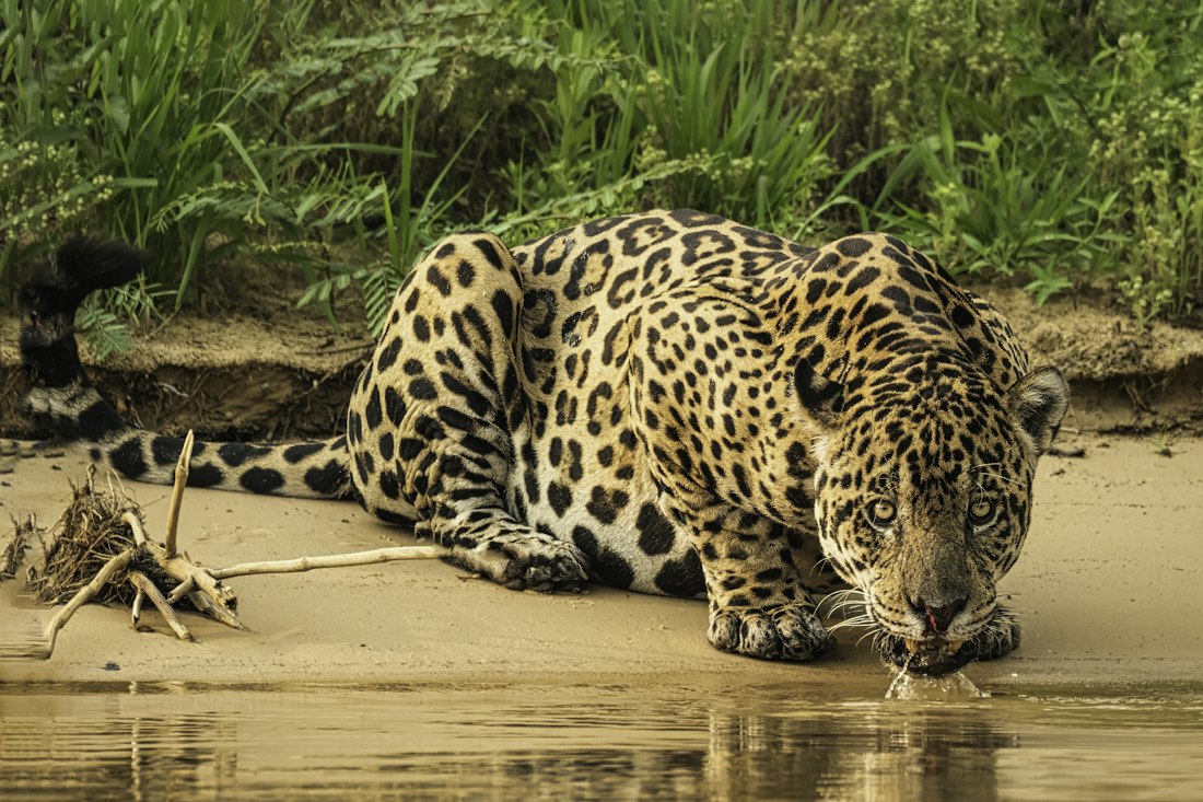 Pantanal, Mato Grosso